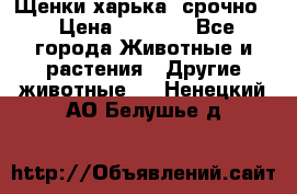 Щенки харька! срочно. › Цена ­ 5 000 - Все города Животные и растения » Другие животные   . Ненецкий АО,Белушье д.